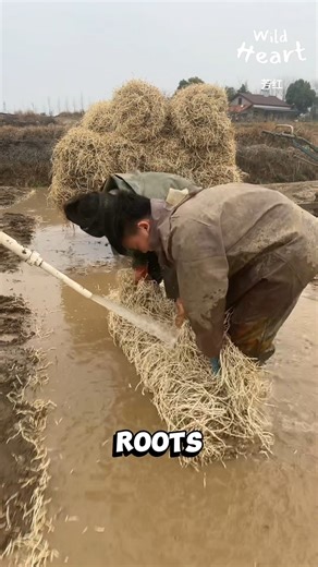 1.4M views · 10K reactions | Harvesting Fish Mint Roots #fishmint #agriculturelife #villagelife | Wild Heart | Facebook