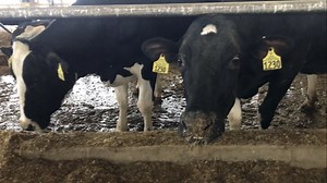 Four Northern Michigan Dairy Farms Win National Award for Dairy Quality