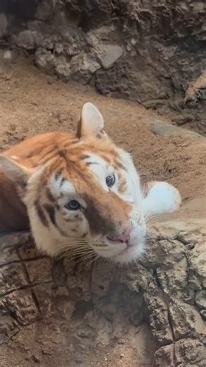 Wildlife & Animals | A golden tabby tiger is a rare color variation of the Bengal tiger, known for its pale golden fur, light orange stripes, and creamy white... | Instagram