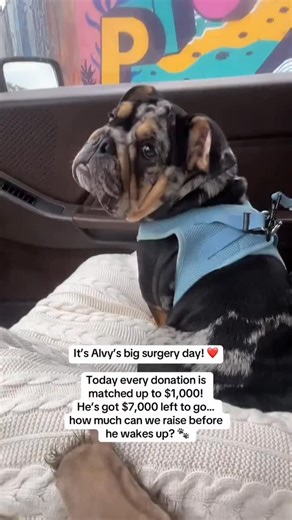 Humane Society Of Broward County on Instagram: "Alvy’s heading into surgery today and this little guy has a $10,000 surgery ahead of him. Thanks to our incredible community, we’re already $3,500 in. A fab anonymous donor has stepped up with a $1000 matching donation today (you are so awesome thank you!) doubling every contribution, big or small. We hear it all the time “I wish I could give more” but those $5 donations? They’re what make rescues like ours possible. And today, your $5 becomes $10.