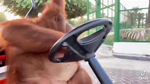 Vidéos de LYAZID (@lyazid_) avec son original - LYAZID