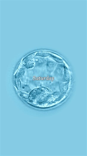 Watch this embryo develop over 5 days in the embryology lab 🥹 Five days from fertilisation to blastocyst. Every division, every stage of development, carefully monitored by our expert embryology team. This is where it all begins. 💙 #embryodevelopment #5dayjourney #ARGCembryology #miracleoflife #embryologylab | ARGC