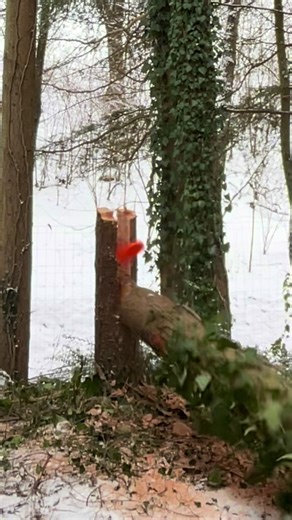 Sinnvoller Baumschnitt: Techniken und Diskussion