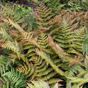 Brilliance Autumn Fern, Dryopteris | American Meadows