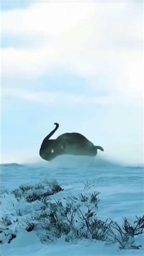 Llama VS Leopard #animallife #natural #leopard