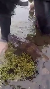 Shark won't let go! #Sharks #Australia #oceans #diving with Andrew Ucles | Wild Charles