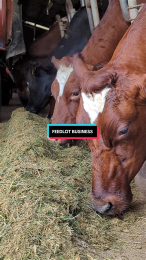 Let’s look at real agribusinesses — starting with feedlots. They exist to control time, weight, and consistency. In agribusiness, predictability is power. #Agribusiness #Agriculture #TheAgriPlaybook #entrepreneurship