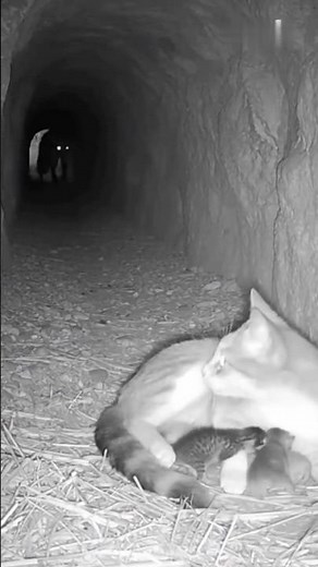 CCTV Captures Heartbreaking Moment: Fox Drags Mother Cat Away as Kittens Cry for Help 🐈😭 #shorts