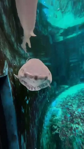 It’s feeding time for the sand tiger sharks! Like all sharks, they are carnivores and eat a diet of mainly fish and crustaceans. At the aquarium we feed our sand tiger sharks squid, capelin, and herring (shown in video). With a mouthful of sharp teeth and large size, sand tiger sharks may look ferocious but are relatively docile and aren’t considered aggressive to humans. They use their narrow, pointed teeth to bite and hold onto prey before swallowing it whole. | New York Aquarium