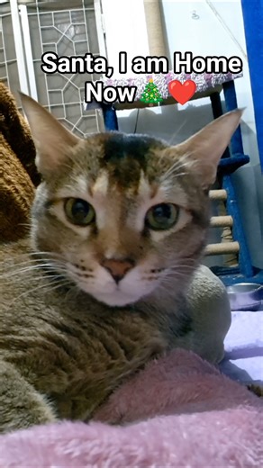 Poochie, a Stray Cat’s First Christmas Indoors 🧡 | Getting Ready #poochi #straycatstory #straycat