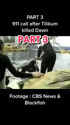 Tilikum Kills Dawn: The Untold Story | Seaworld Orca Attack