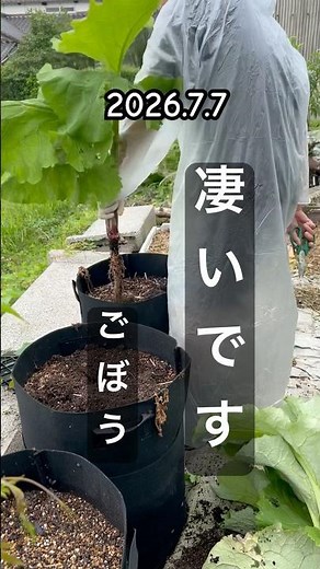 【These burdock roots are magnificent‼️】 #burdock