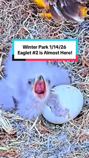 Exciting Bald Eagle Eaglet Hatch on Winter Park Cam