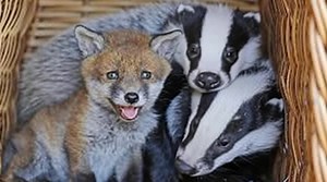 A tiny fox and two orphaned badger cubs find comfort in each other, sharing play, warmth, and quiet moments at the sanctuary… A fragile friendship that reminds us how healing connection can be, even where it’s least expected… 👉THE STORY IS IN THE FIRST COMMENT | Majestic Animals