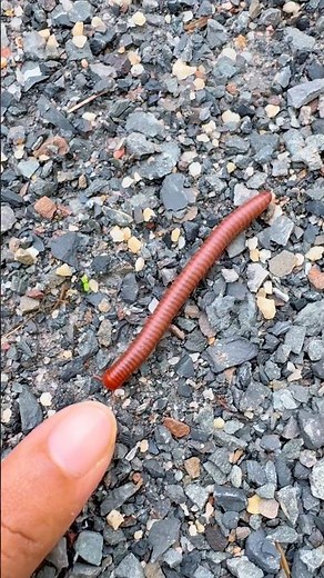 It’s a amazing red worm 😳 #life #insects #nature #butterfly #insectmacro #wingedinsect #love