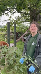Meet Priya our red panda 🏔️ Red pandas can eat up to 20,000 bamboo leaves in a single day, and the name ‘panda’ comes from a Nepali word which roughly translates to “bamboo eater”. In the wild red pandas like Priya and Alex are in real trouble because of climate change, as the bamboo they depend upon is highly sensitive to any changes in conditions. By taking action to tackle climate change at home, you will be helping red pandas living 4,000m above sea level, deep in the Himalayas. | Whipsnade