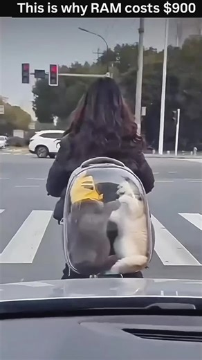 Funniest cat moment ever | Try not to laugh | Cat funny video for kids | Cat funny video compilation #fyp #foryoupagе #funnyvideos #trendingcats #cutecats