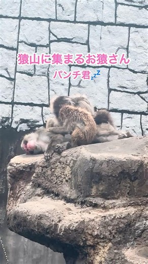 猿山に集まるお猿さん🐵パンチ君💤