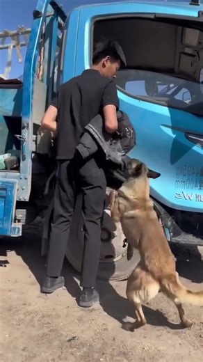 65K views · 1.2K reactions | Even dogs are smart and wonderful | Dogs Life | Facebook