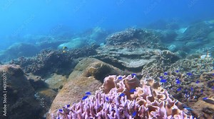 blue lavender finger branching Staghorn corals surrounds by soft leather corals look out to corals covered with Coralline algae with blue Damselfish and dascyllus fish with shining sunlight hue ray