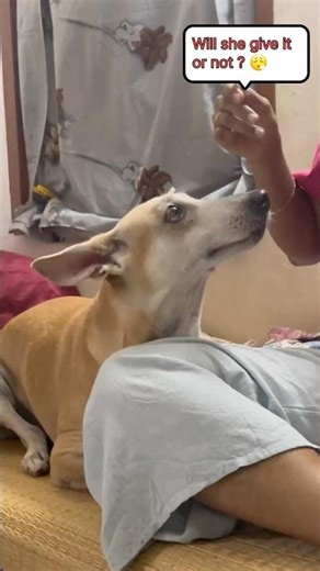 Chullu loves icecream🐶🍦🤤 Dogs eating ice cream #minivlog #funny #dog #shorts