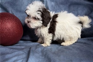 Madison - Shih-Poo Puppy 79EBE8