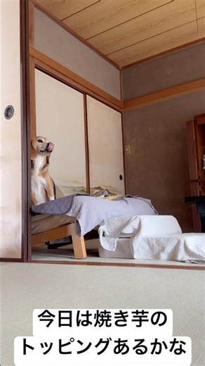 ごはんの時間を察するビーグルさん#ビーグル#beagle