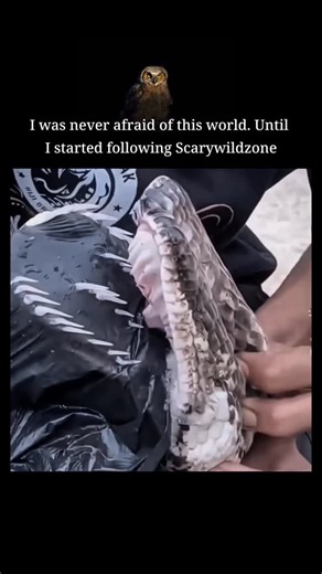 Scary Wild Zone | A python’s teeth are long, thin, and sharply curved backward like small hooks. Unlike venomous snakes, pythons do not have fangs; instead,... | Instagram