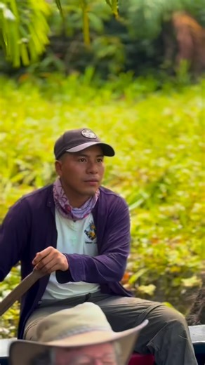 The Horned Screamer’s call, as the name suggests, is a very loud echoing sound. But what about “horned” ? …Over the course of their lives, these birds grow long, white spines of cartilage in the middle of their foreheads. Some possess horns approaching six inches in length. The Horned Screamer can be found frequently at the oxbow lakes located near our lodges. | Amazonia Expeditions