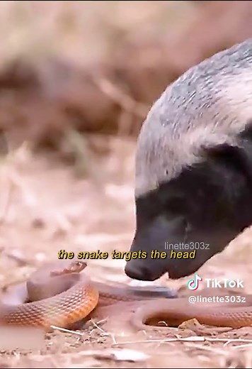 Honey Badger vs Python Showdown: A Hunter's Ultimate Test