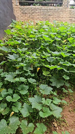 #pumpkinPatch #gardenproject #garden #vegetables #life