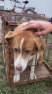 40K views · 981 reactions | This boy arrived today in the...