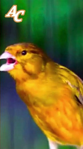 تغريد ذكر #كناري هائج CANTO DO CANÁRIO #canário #canary #birds