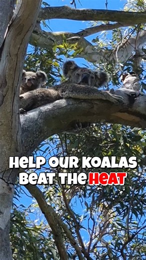 ♨️When we're feeling the heat, wildlife does too! 🥵On really hot days, koalas can suffer badly, especially if they are older or not in optimal condition. 😍This mum & joey were seen in a back yard last summer, with mum feeling the heat (and a little exasperated) while joey happily played on and around her. 🍃Koalas source moisture by selecting the newest, juciest leaves. But on particularly hot days, or if they can't find juicy leaves, they may seek some additional water. 🐾Young joeys source a