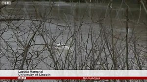 6.6K views · 26 reactions | Swan fights can look graceful but turn violent quickly | The Lincolnite | Facebook