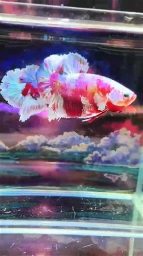 Meet the Most Beautiful Koi Betta Fish Ever! 😍