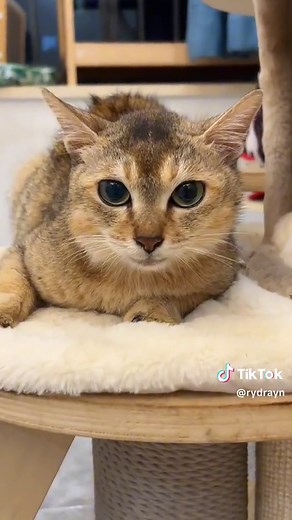 Kucing Lucu Meong-Meong di Aplikasi Dengan Banyak Tampilan!