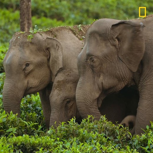 These farmers and elephants have learned to co-exist, and it's yielded some fascinating results. From James Cameron and narrated by Natalie Portman, discover the #SecretsOfTheElephants — now streaming on Disney and Hulu. | National Geographic TV