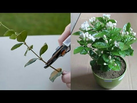 How to grow jasmine plant from cuttings