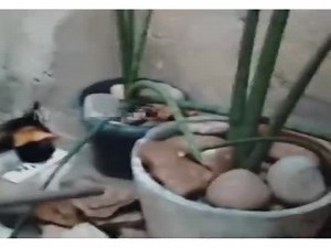 Master Splinter?  (VIDEO)