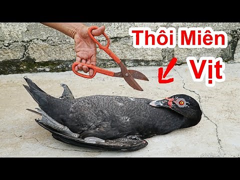 Chuyện lạ ! Thôi Miên Con Vịt Nằm Ngữa Cứng Đơ Như Chết / Awesome hypnotize duck