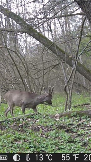 #sarna#roe#kozioł#animals#wildanimals#wildlife#natura#nature#przyroda#zwierzęta#lasy#forest#drzewa