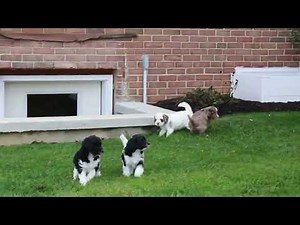 F1B Cockapoo Puppies For Sale