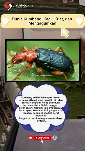 Mengenal Kumbang: Si Kecil Berperisai Baja yang Menakjubkan