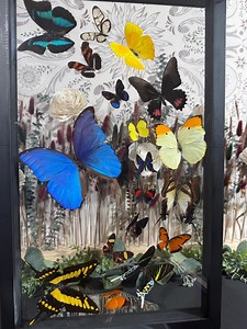 18-piece Framed Butterfly Art Display | Real Blue Morpho Butterfly | Large Natural Specimen Wall Art | Entomology Home Decor - Etsy
