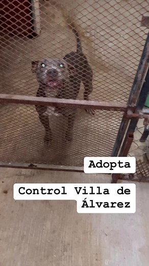 Control canino Villa de Álvarez | Sonrisas de pelos