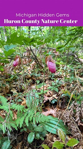 287 reactions · 73 shares |  Ever seen a wild orchid in Michigan?...