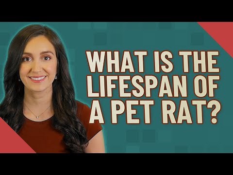 What is the lifespan of a pet rat?