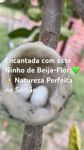 Encantada com esse Ninho de Beija-Flor 💚✨ Natureza Perfeita no Sertão