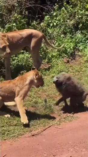 Lion Cub’s First Hunt Practice 😳🦁